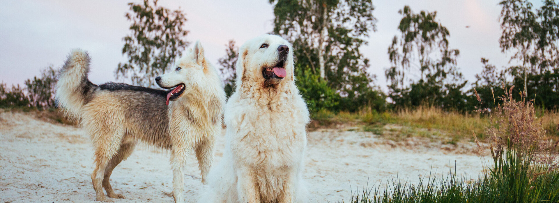 De community voor baasje en hond